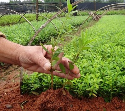 金秋移栽正當(dāng)時(shí) 為什么秋季苗木成活率遠(yuǎn)勝春季？